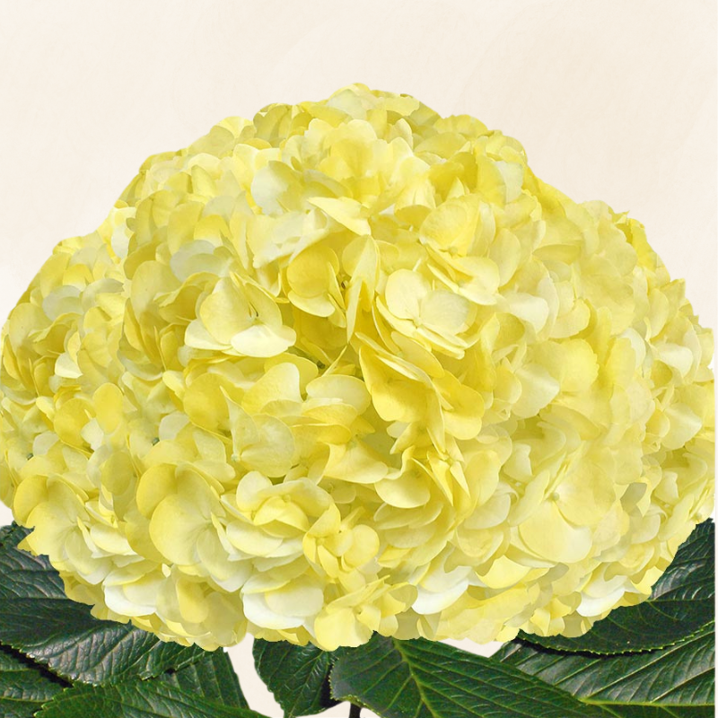 Hydrangeas Tinted Light Yellow