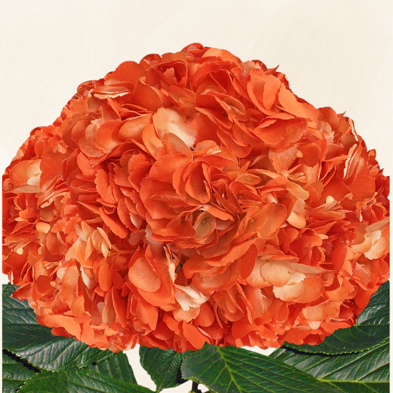 Hydrangeas Tinted Orange