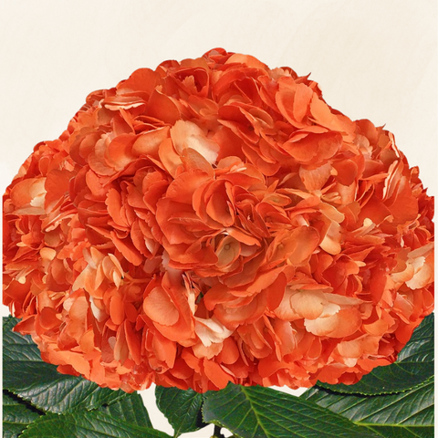 Hydrangeas Tinted Orange