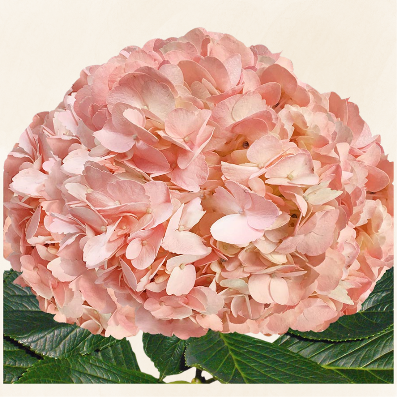 Hydrangeas Tinted Peach