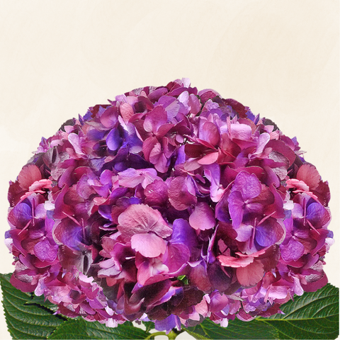Hydrangeas Tinted Antique Purple