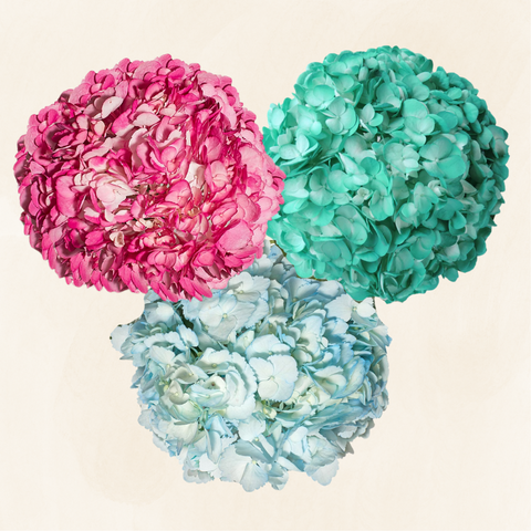 Hydrangeas Tinted Spring