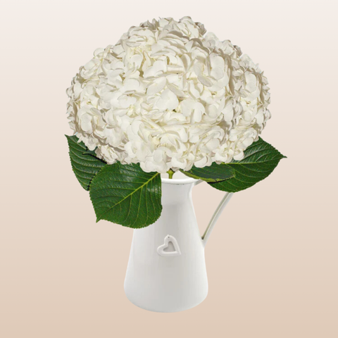 Hydrangeas White