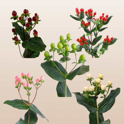 All Hypericum Color Hypericum Assorted – EbloomsDirect