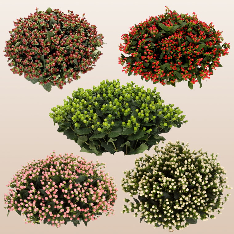 Hypericum Assorted