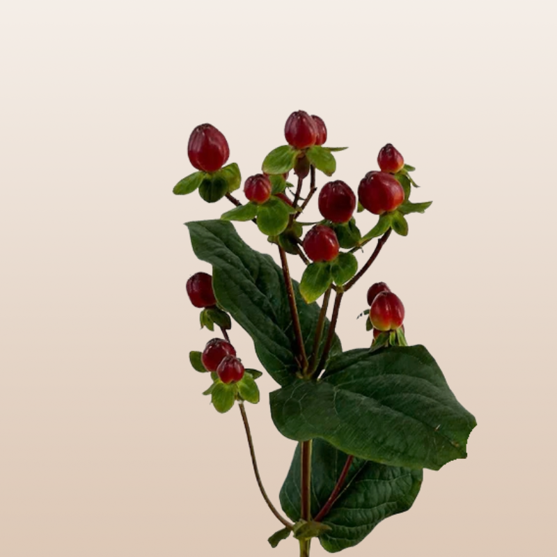Hypericum Burgundy