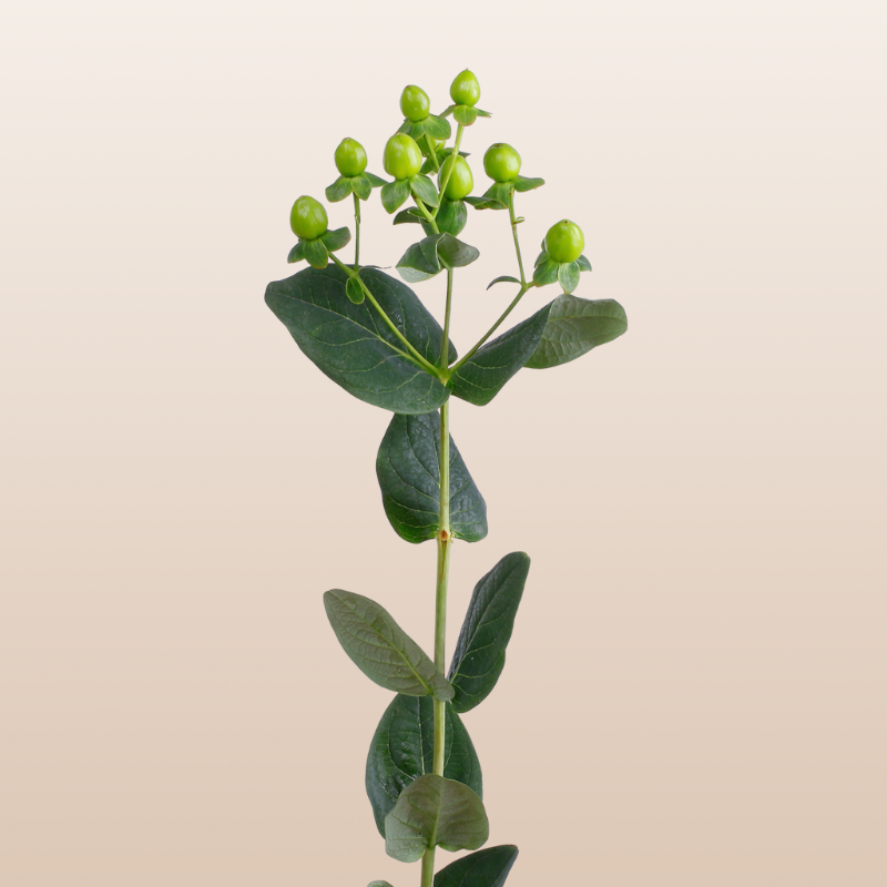 Hypericum Lime Green