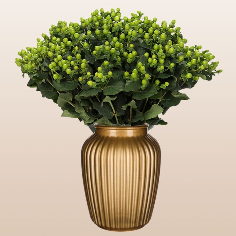 Hypericum Lime Green