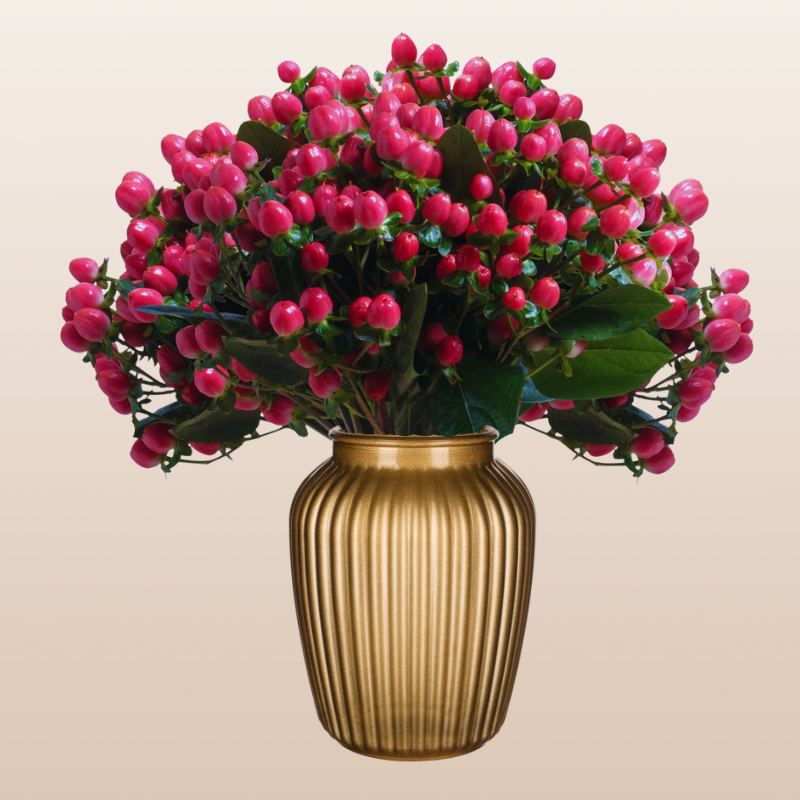 Hypericum Hot Pink