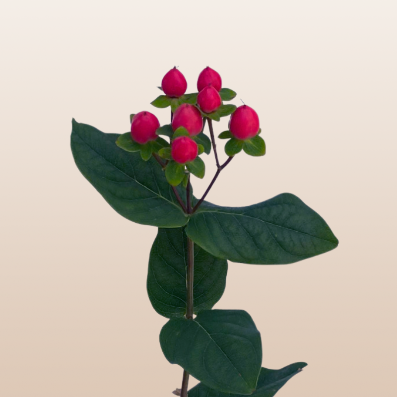 Hypericum Hot Pink