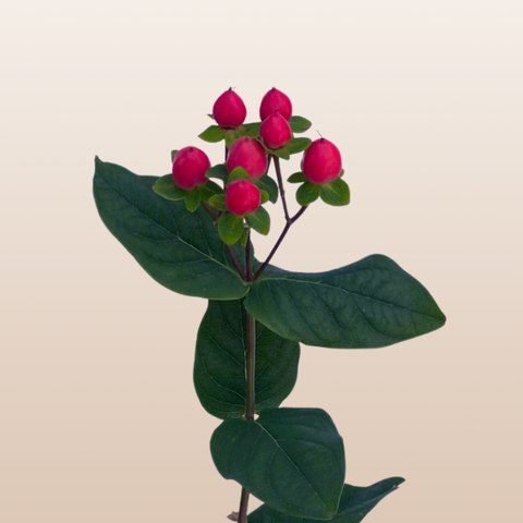 Hypericum Hot Pink