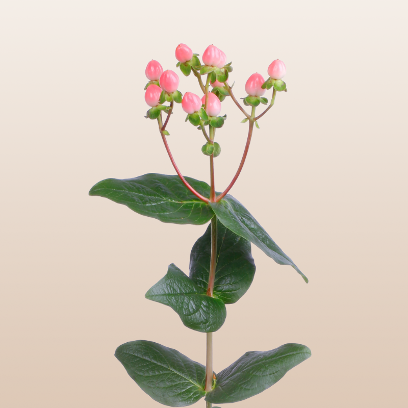 Hypericum Pink