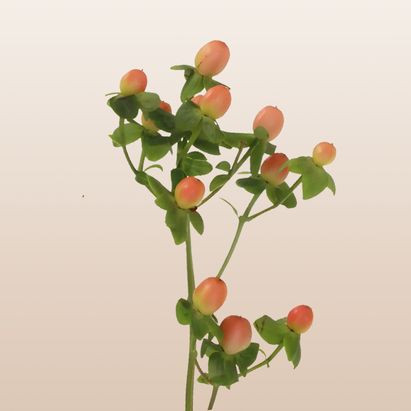 Hypericum Peach