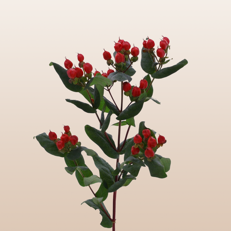 Hypericum Red