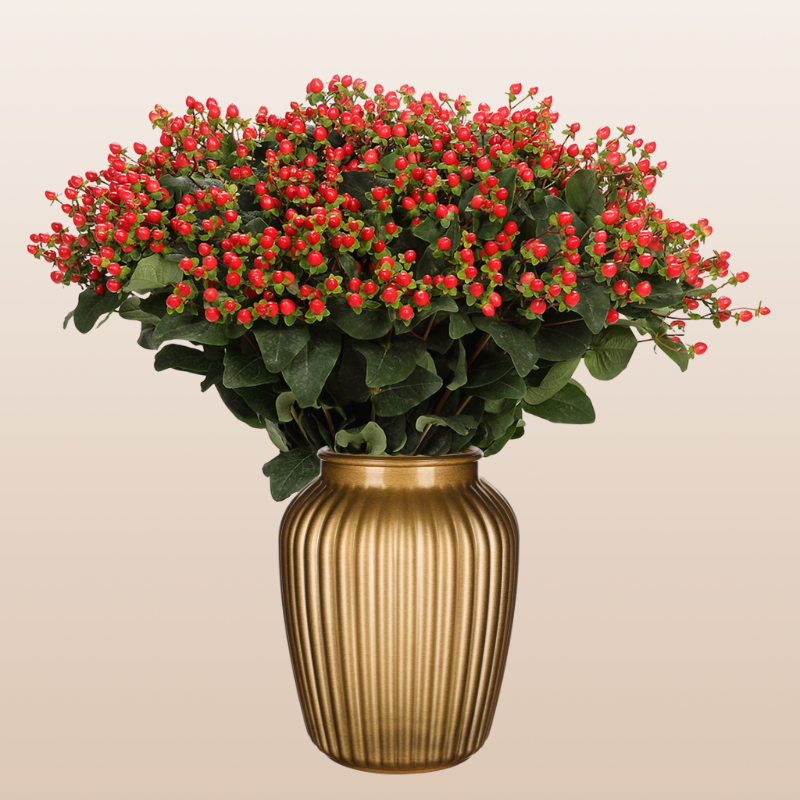 Hypericum Red