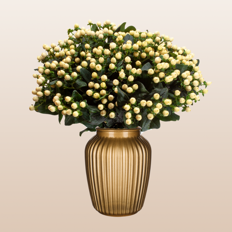 Hypericum White