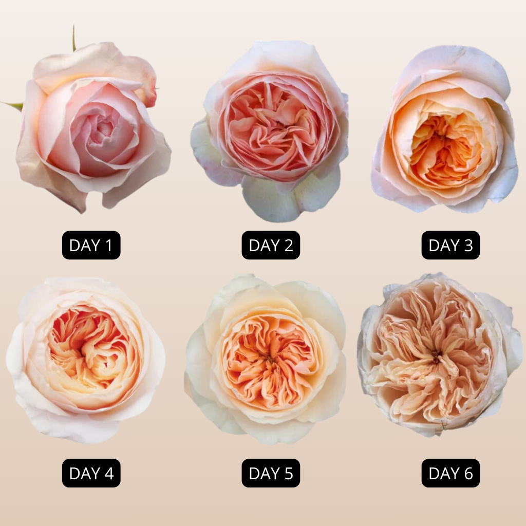 Juliet Peach  David Austin Garden Roses