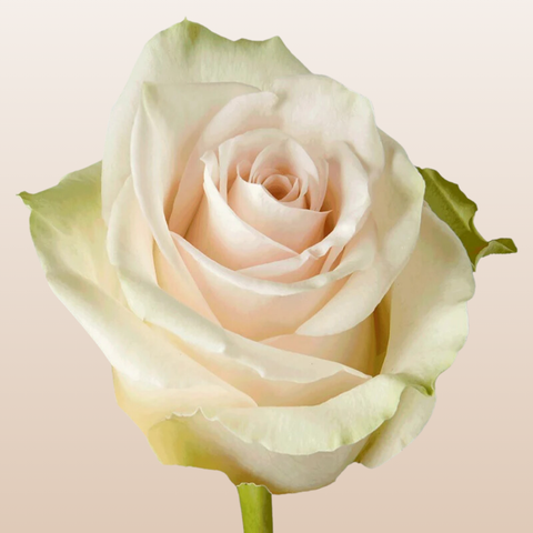 La Perla Roses