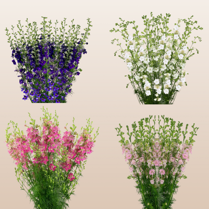 Larkspur Assorted