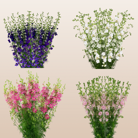Larkspur Assorted