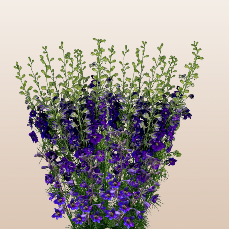 Larkspur Dark Blue