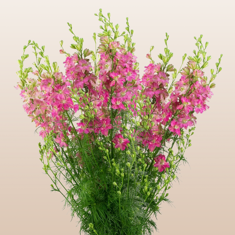 Larkspur Hot Pink