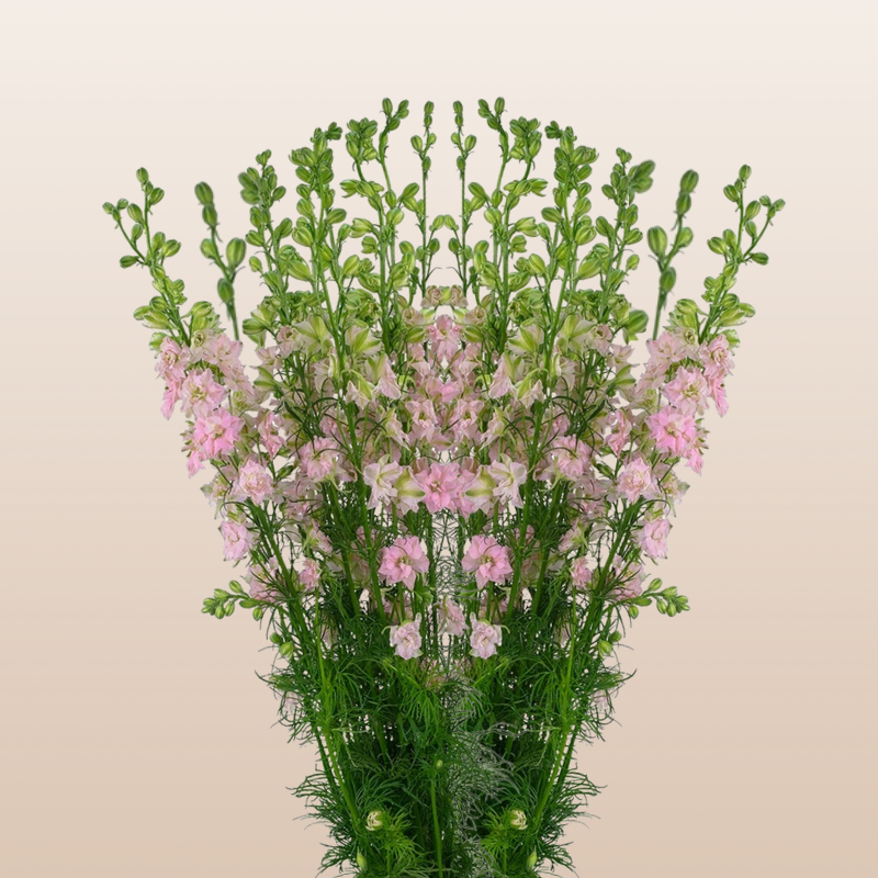 Larkspur Light Pink