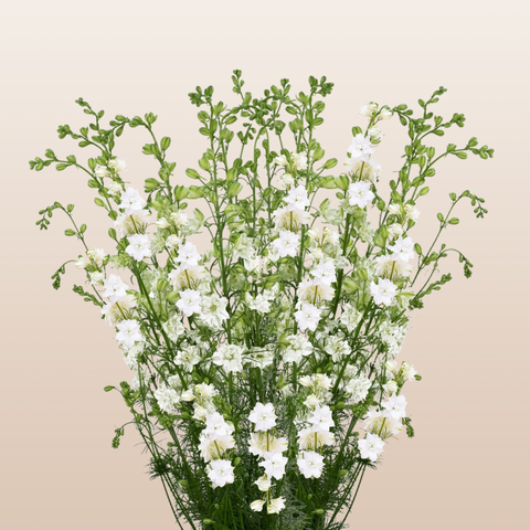 Larkspur White