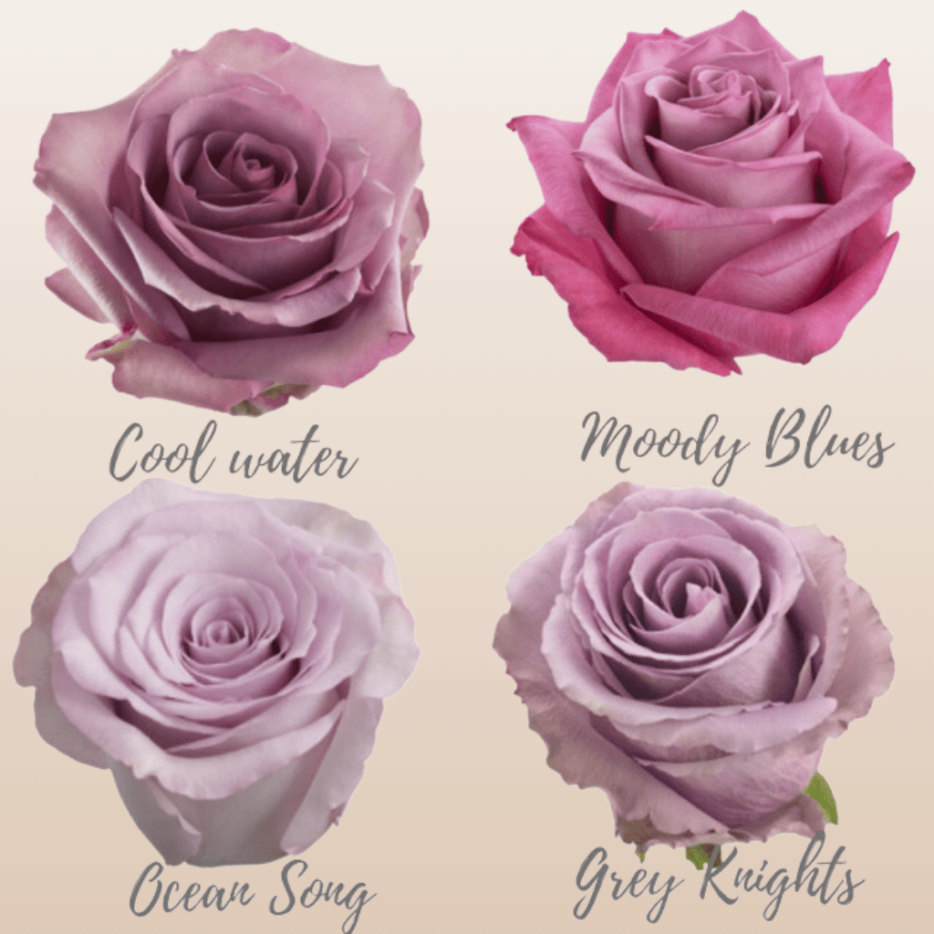 Lavender Assorted Roses