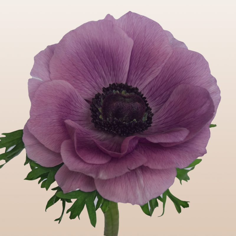 Anemones Lavender Rarity