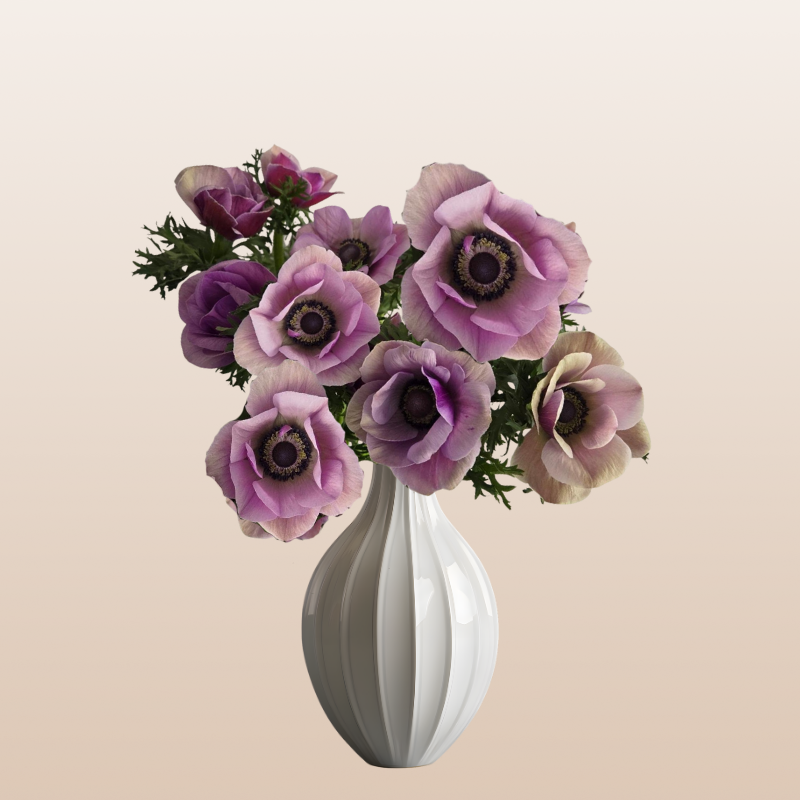 Anemones Lavender Rarity