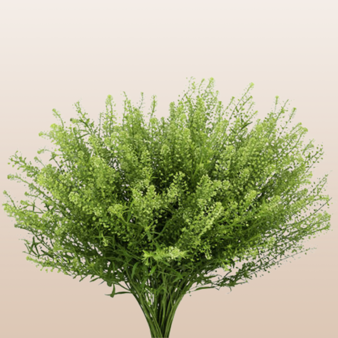 Lepidium