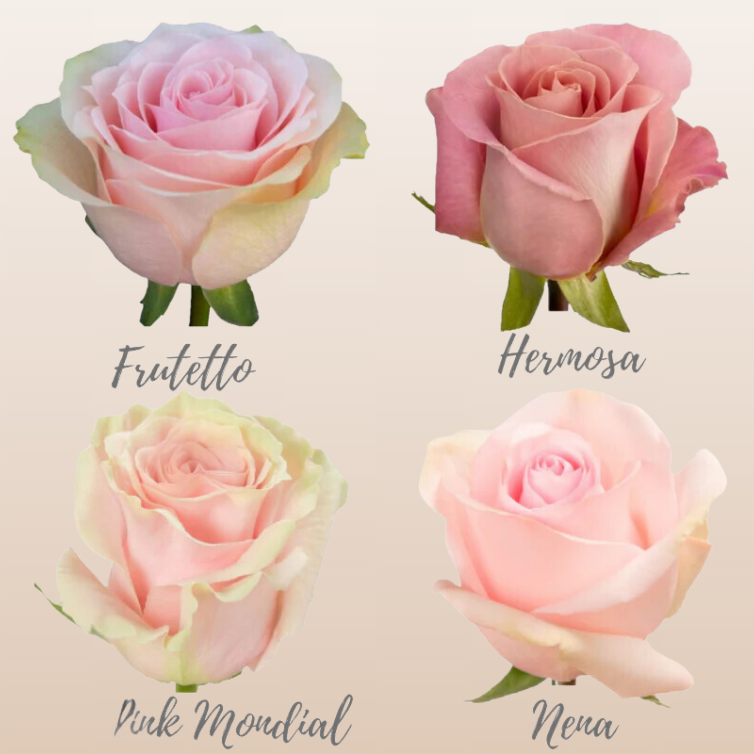 Light Pink Roses Assorted near me - EbloomsDirect