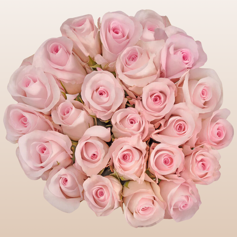 Light Pink Roses