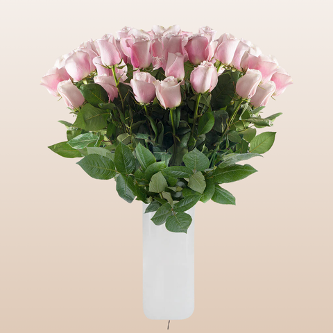 Light Pink Roses
