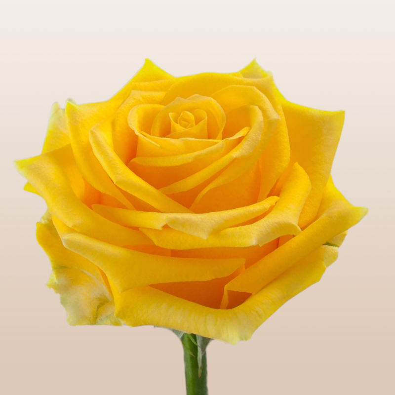 Light House Yellow roses with luminous golden yellow blooms grown in Ecuador for weddings, bouquets, and floral designs.