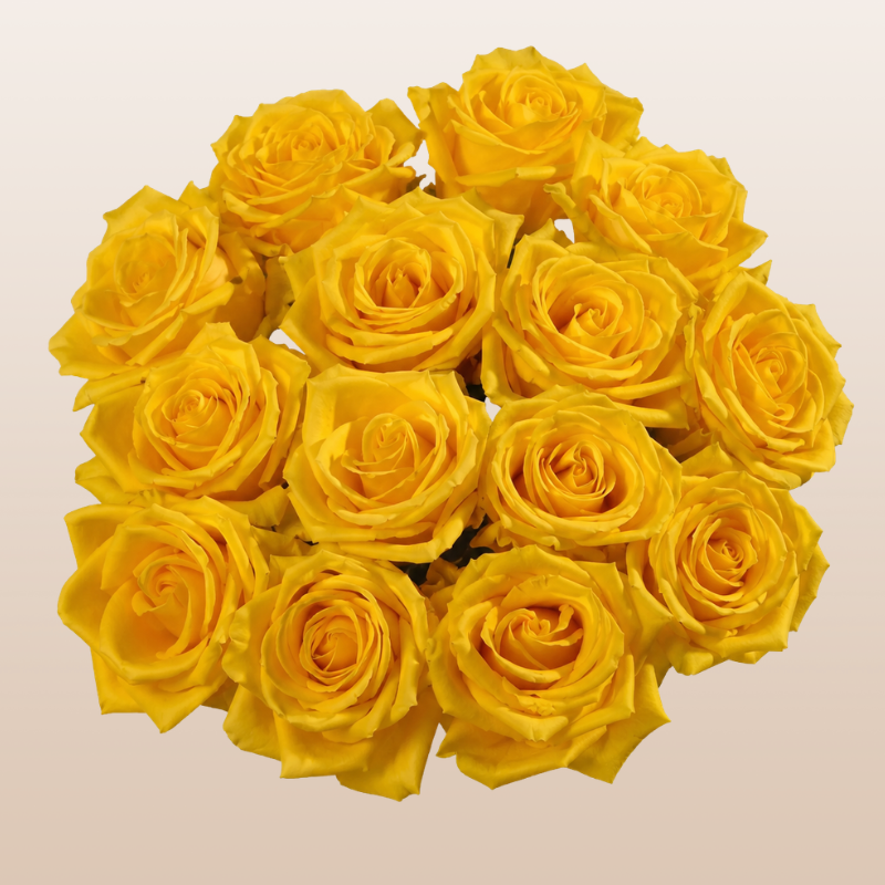 Light House Yellow roses with luminous golden yellow blooms grown in Ecuador for weddings, bouquets, and floral designs.