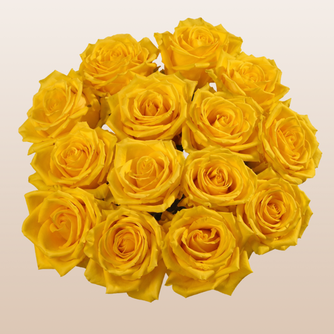 Light House Yellow roses with luminous golden yellow blooms grown in Ecuador for weddings, bouquets, and floral designs.