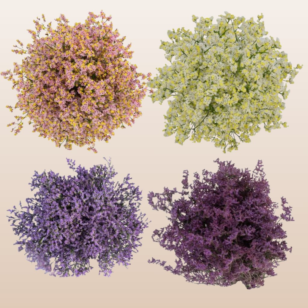 Limonium Assorted