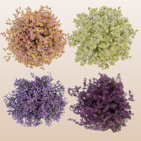 Limonium Assorted