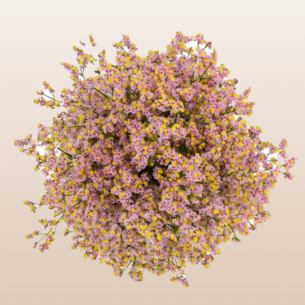 Limonium Oshi Pink