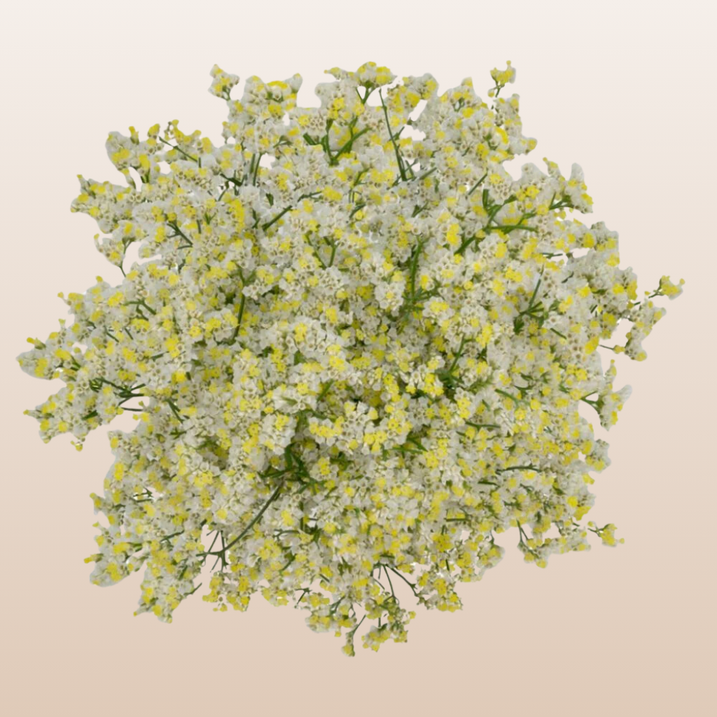 Limonium Piña Colada