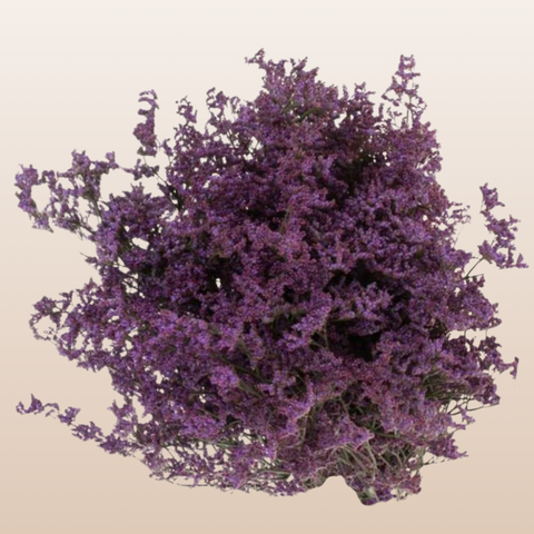 Limonium Shooting Star