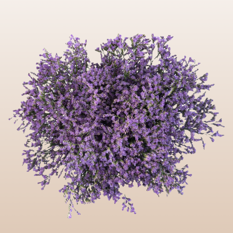 lavender plant free shipping Limonium Lavender Sky Light - flower delivery near me