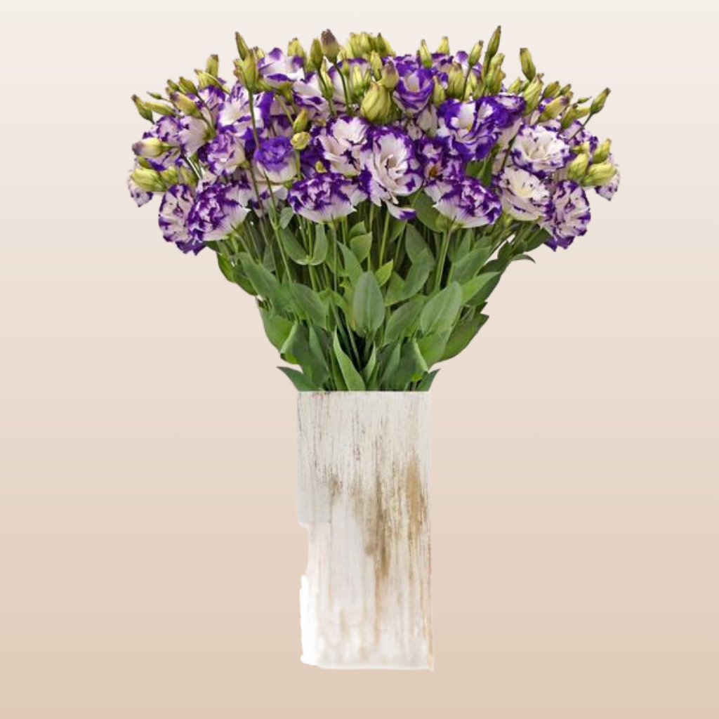 Lisianthus Bicolor Purple