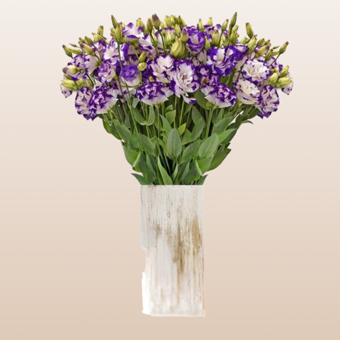 Lisianthus Bicolor Purple