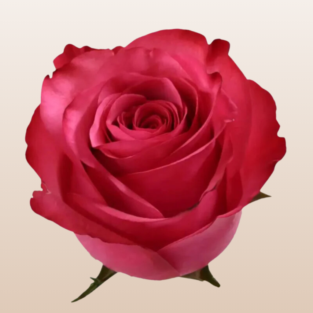 Fresh Roses Near Me Lola Rose Variety - Hot Pink Roses near me - EbloomsDirect