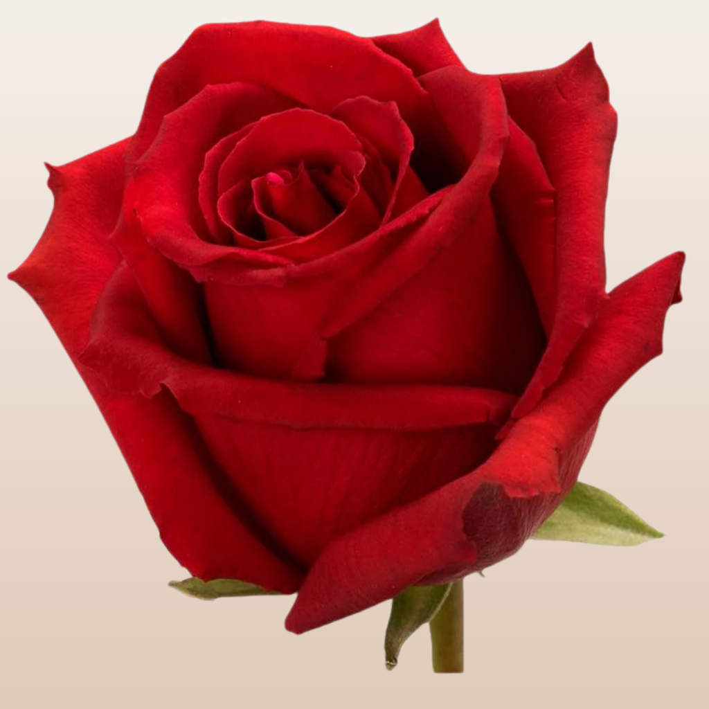 Lotus Roses