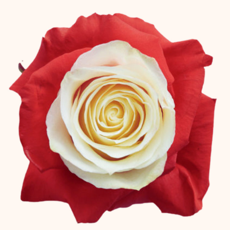 Sweet Love Red & White Tinted Roses