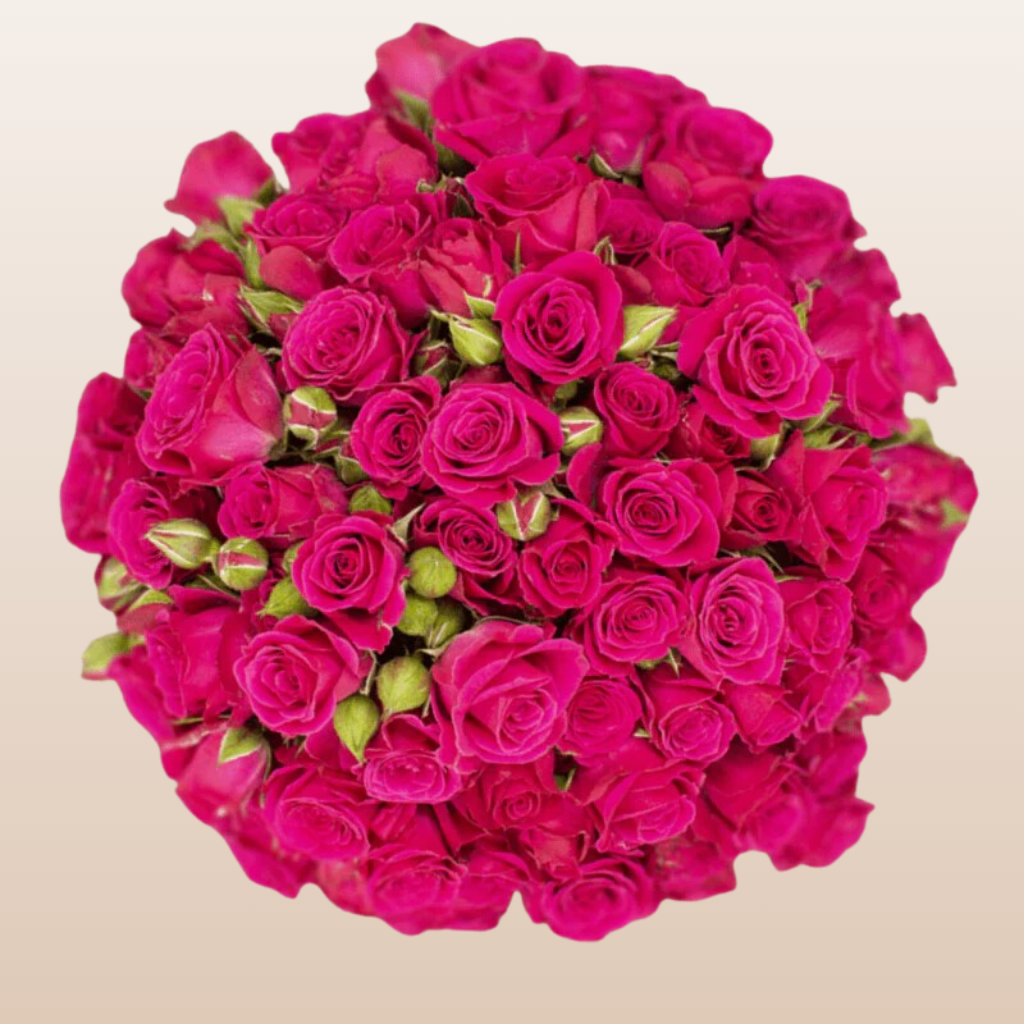 Lovely Lydia Hot Pink Spray Rose | Free Delivery Near Me